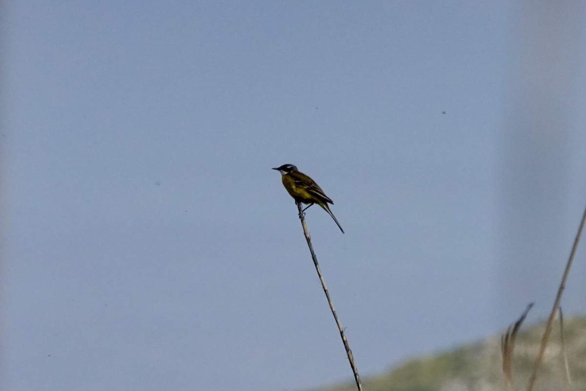 Western Yellow Wagtail - David Ratcliffe