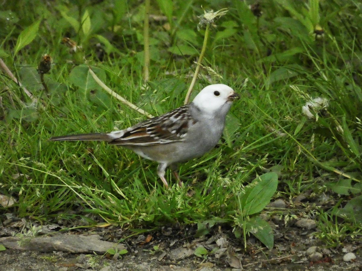 White-crowned Sparrow - Michael Dudzinsky