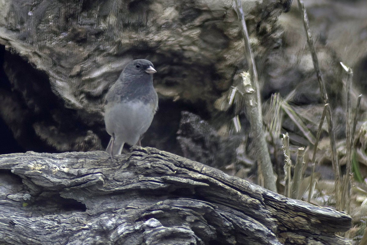 Dark-eyed Junco - Jim Tonkinson