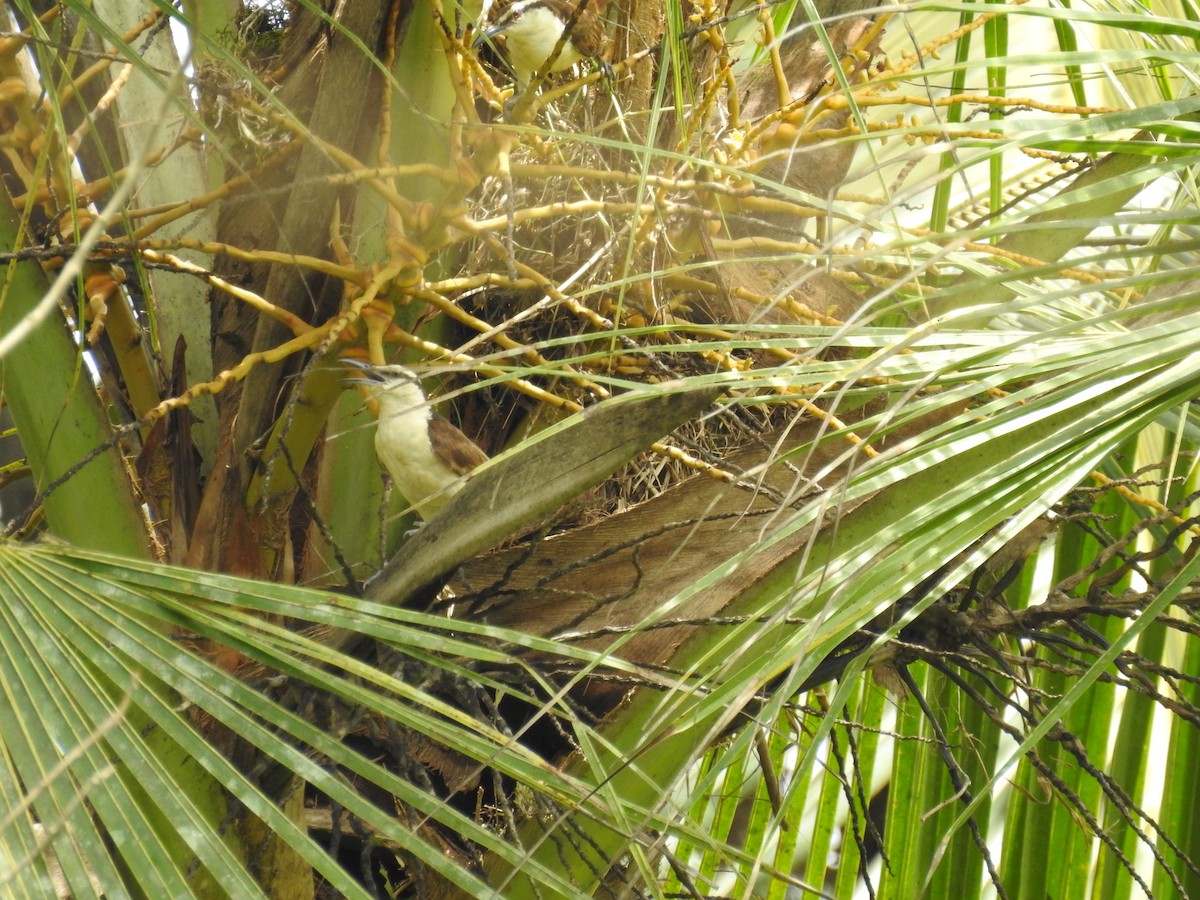 Bicolored Wren - Kevin Carrera