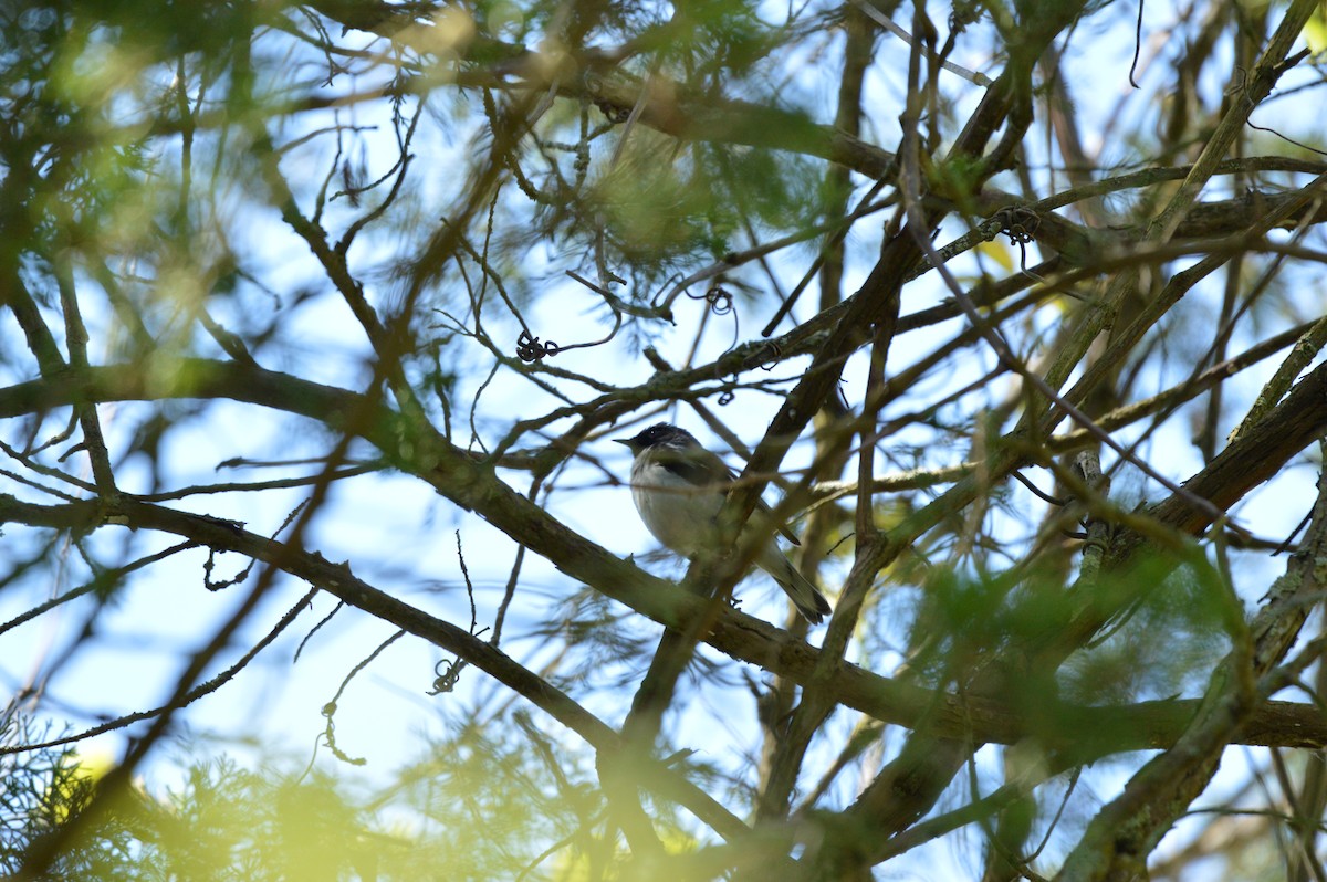 Black-throated Blue Warbler - James Logan