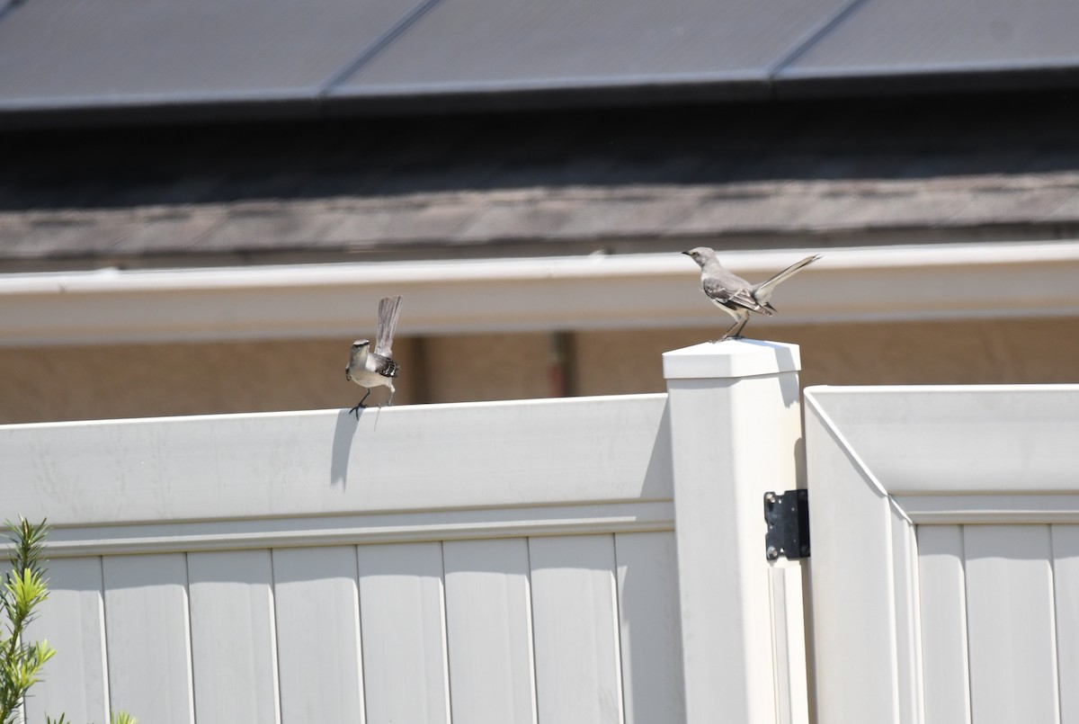 Northern Mockingbird - Wendy N