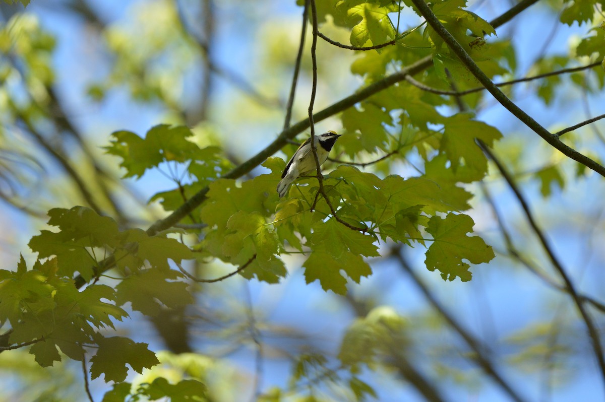 Golden-winged Warbler - James Logan