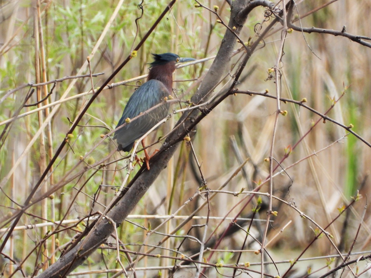 Green Heron - ML618982441