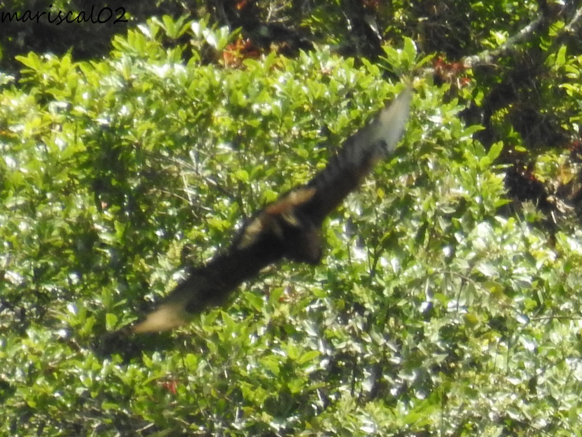 Black-and-chestnut Eagle - Mario Gómez