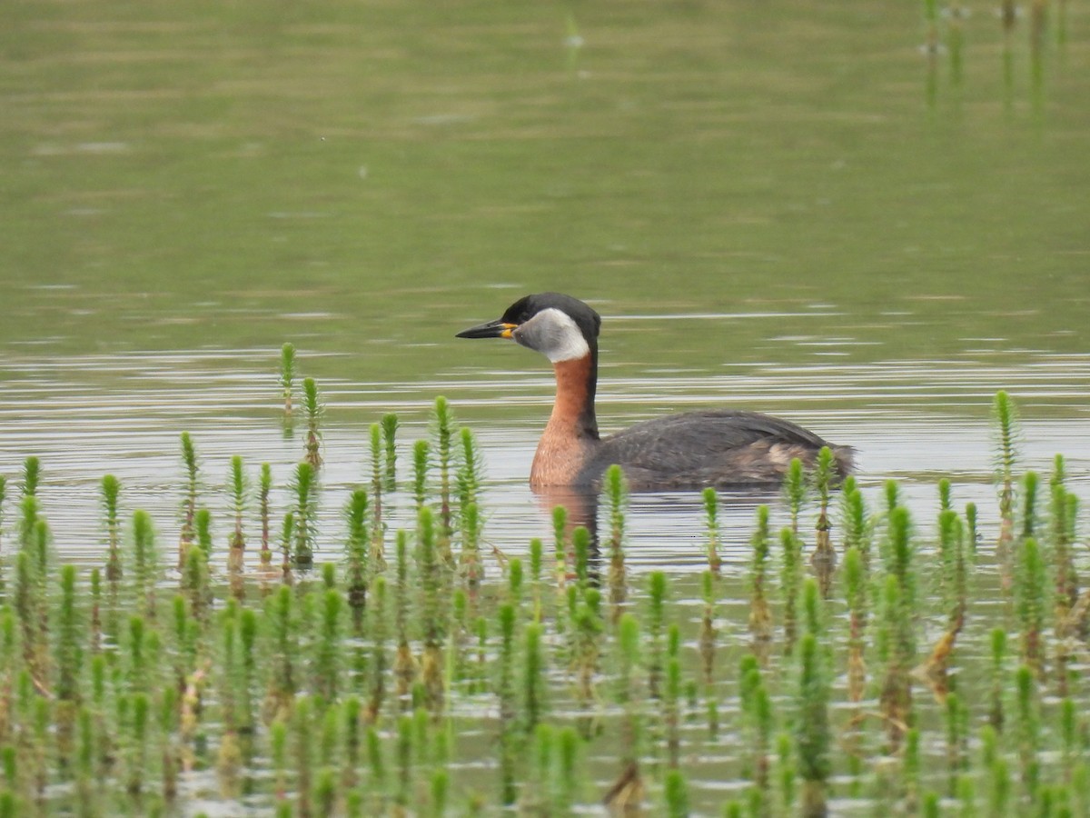 Red-necked Grebe - ML618982462