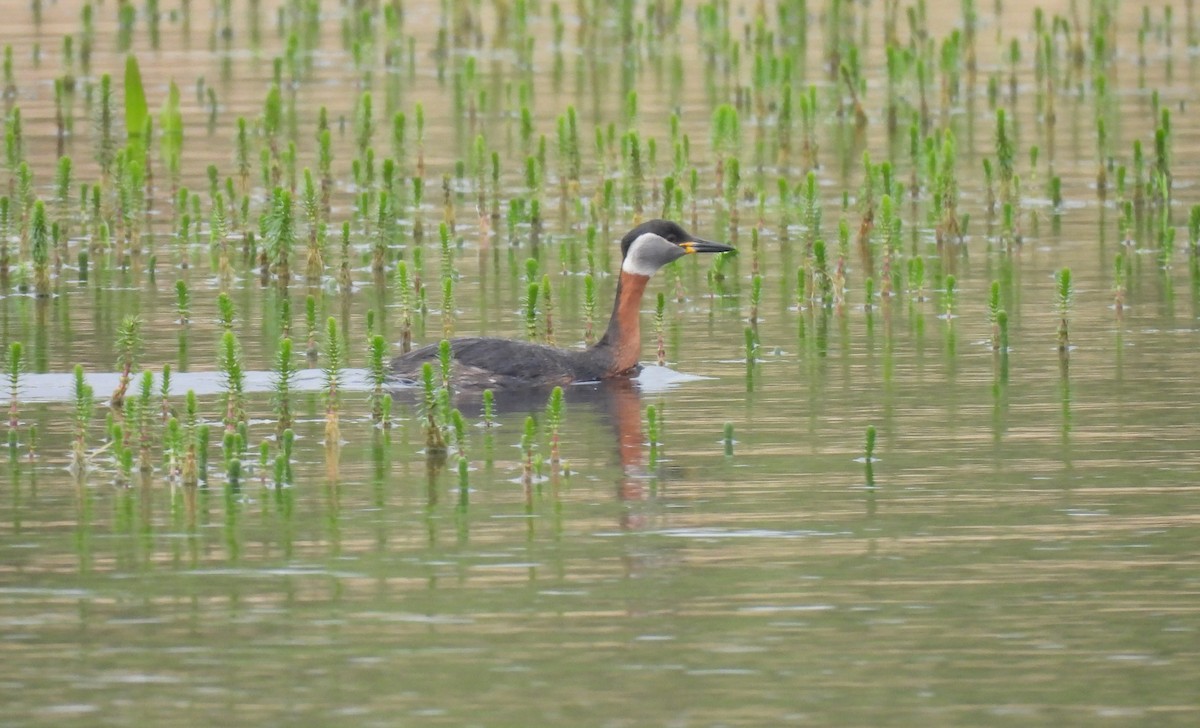 赤頸鸊鷉 - ML618982463