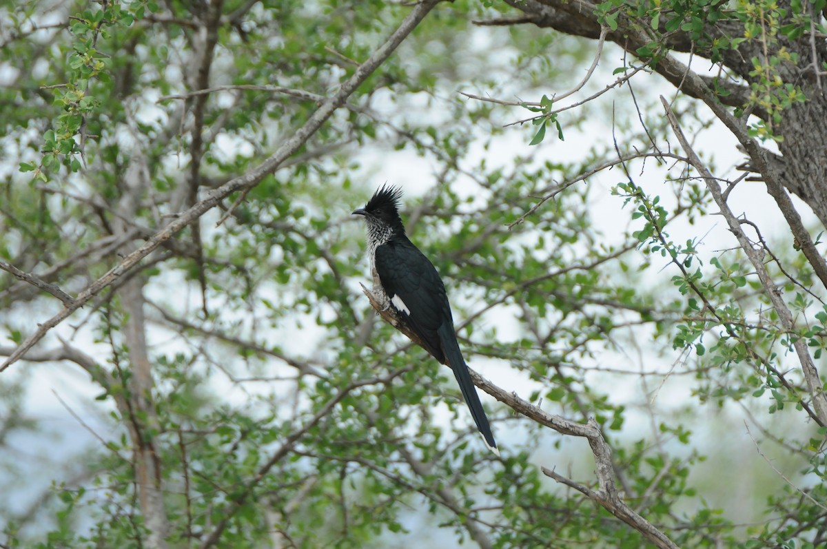 Levaillant's Cuckoo - ML618982465