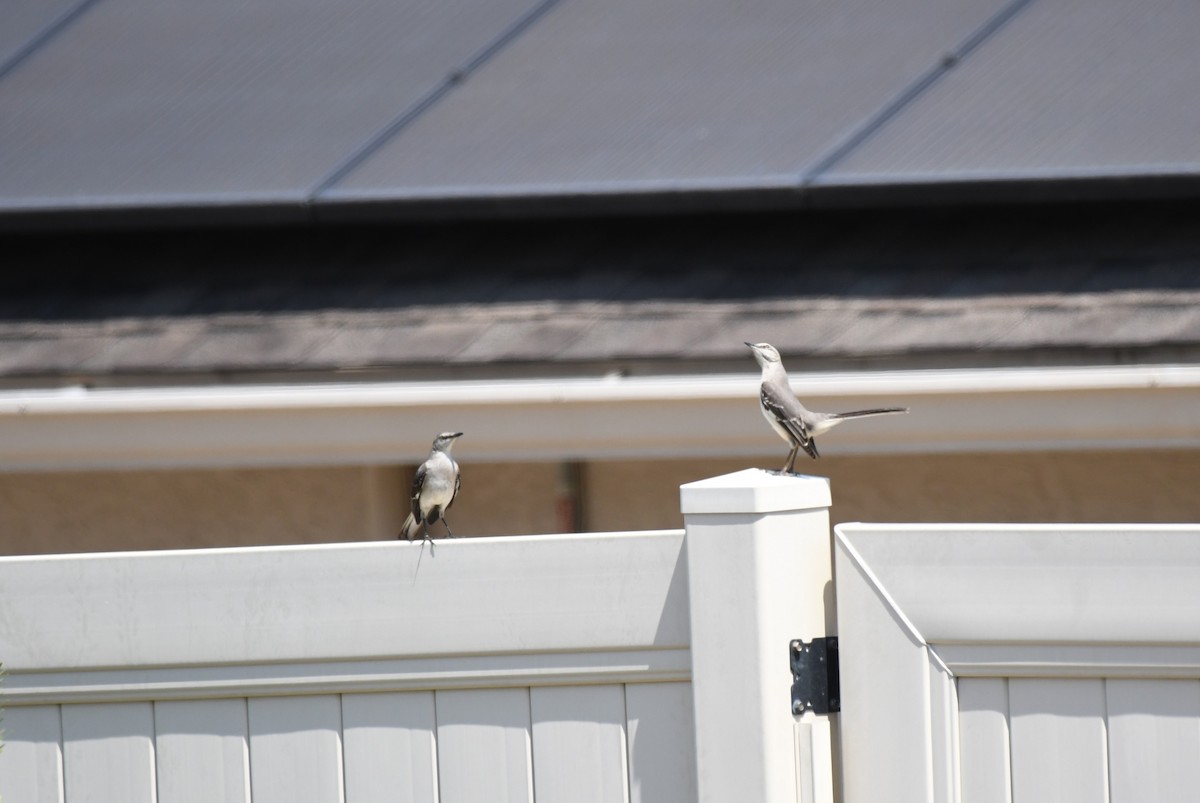 Northern Mockingbird - Wendy N