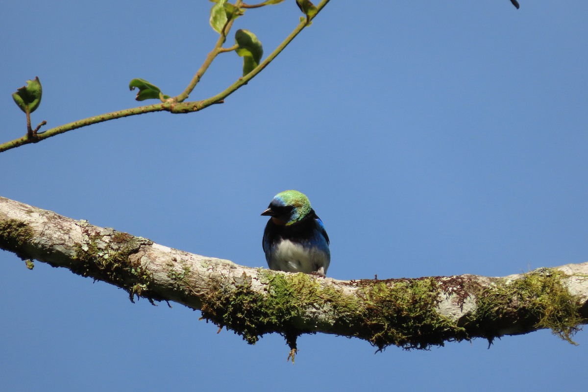 Golden-hooded Tanager - ML618982488