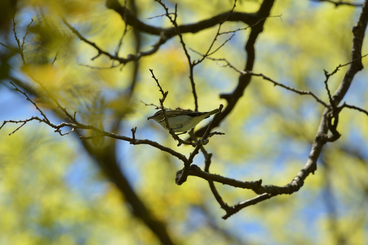 Red-eyed Vireo - James Logan