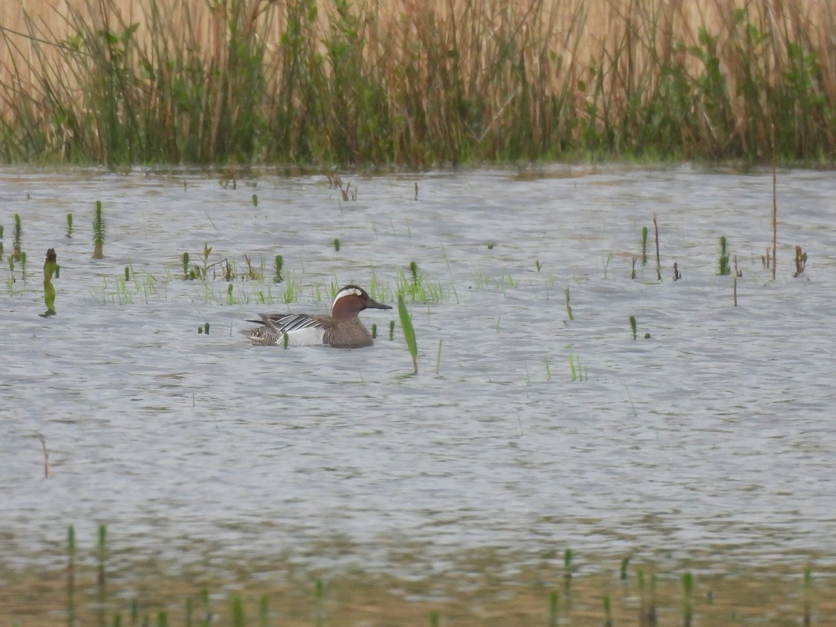 Garganey - ML618982499