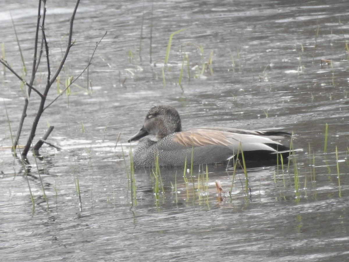 Gadwall - Richard Lepage