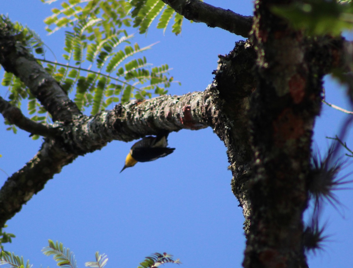 Yellow-fronted Woodpecker - Pedro Behne