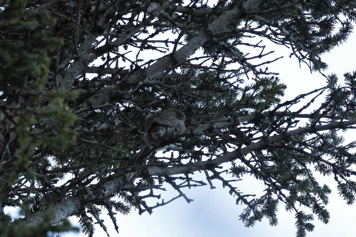 Eurasian Pygmy-Owl - David González Ortega