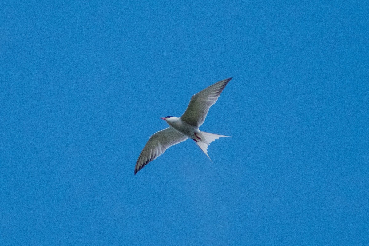 Common Tern - Dawn S