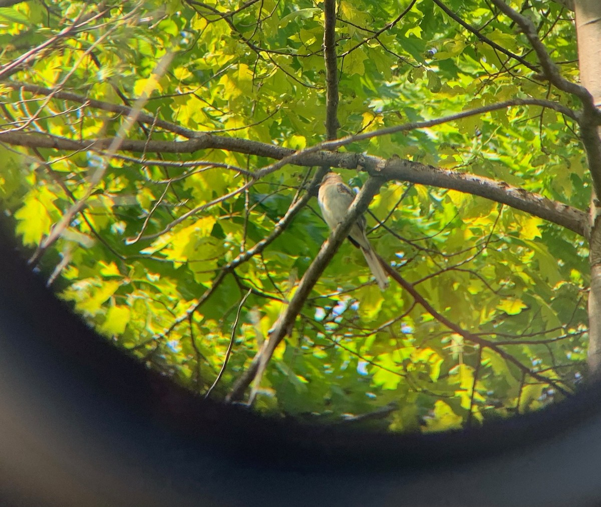 Northern Mockingbird - ML618982597