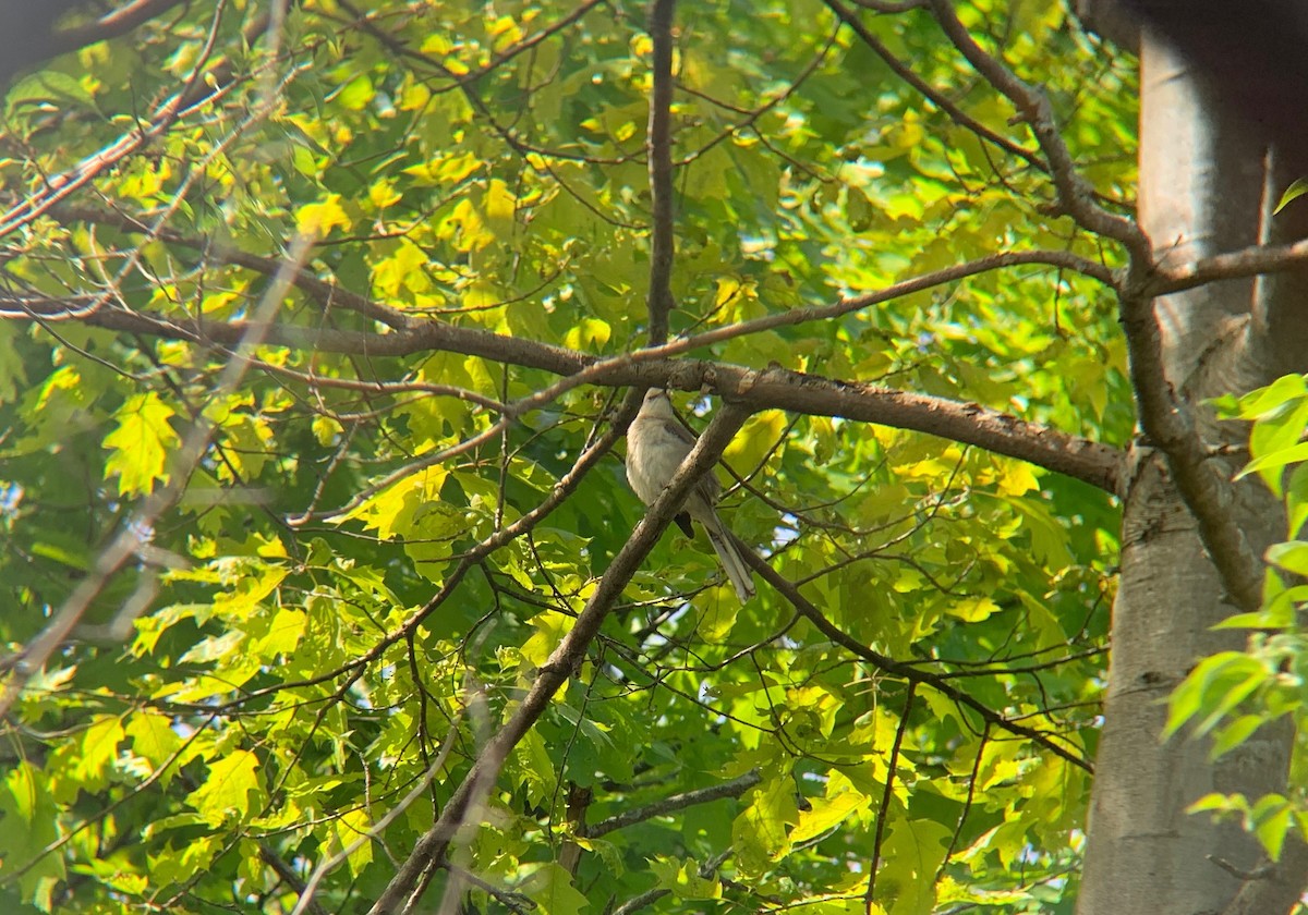 Northern Mockingbird - ML618982598