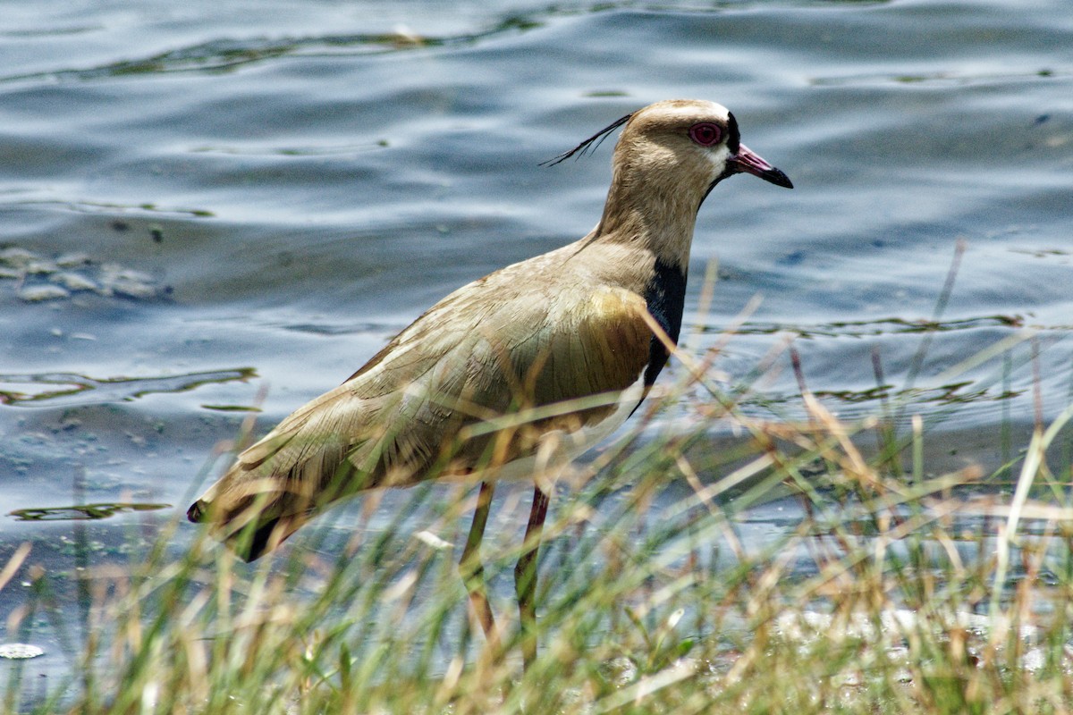 Southern Lapwing - ML618982639