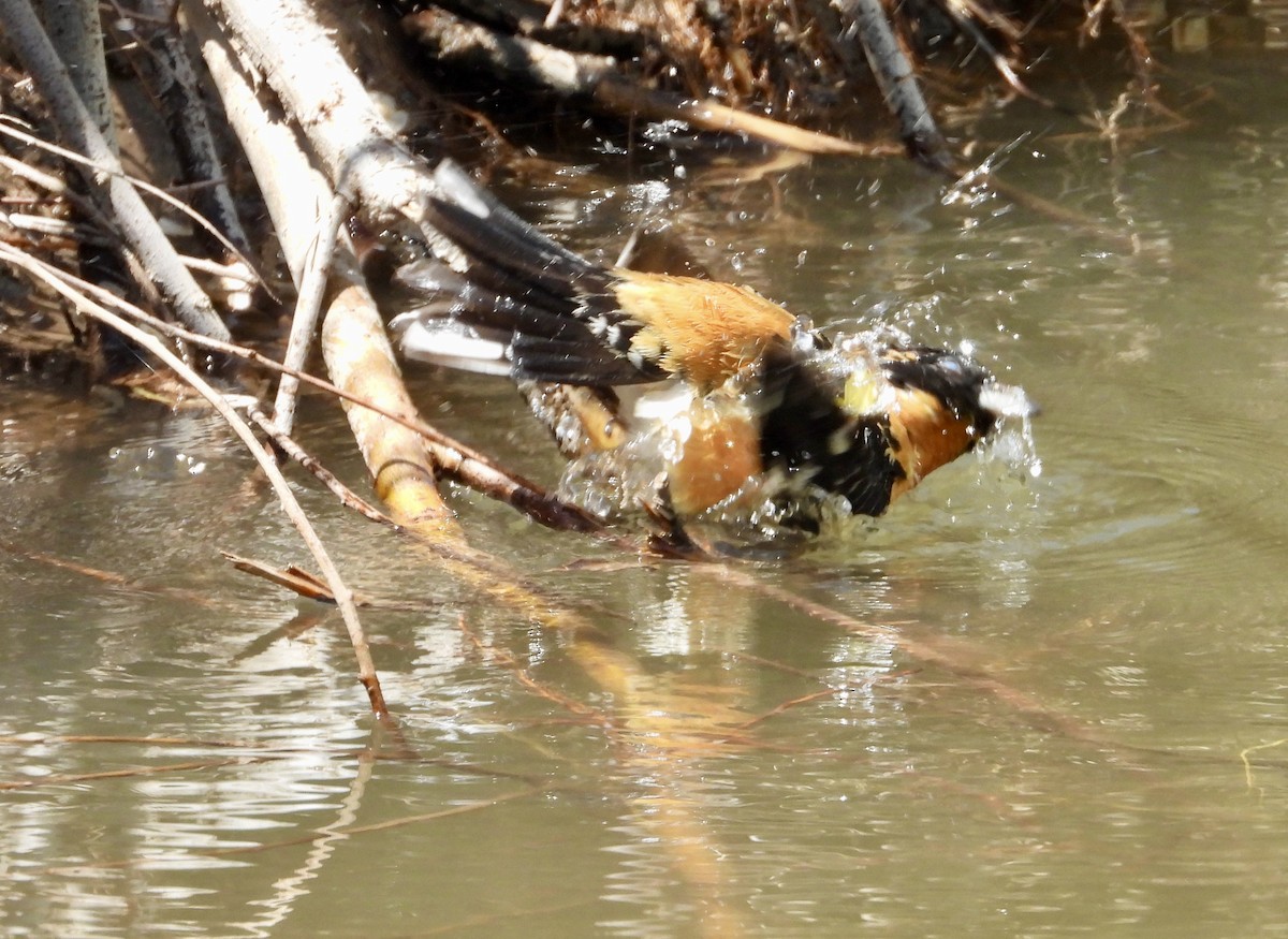 Black-headed Grosbeak - Erin Jones