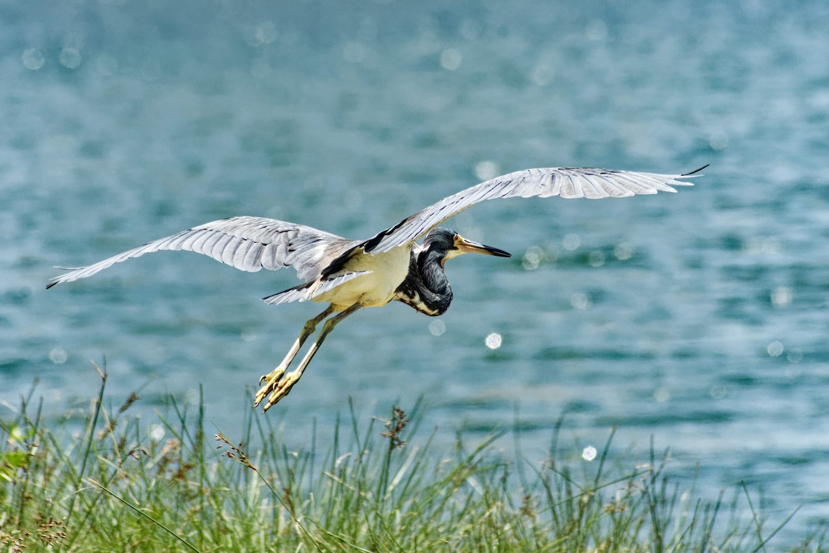 Tricolored Heron - ML618982655