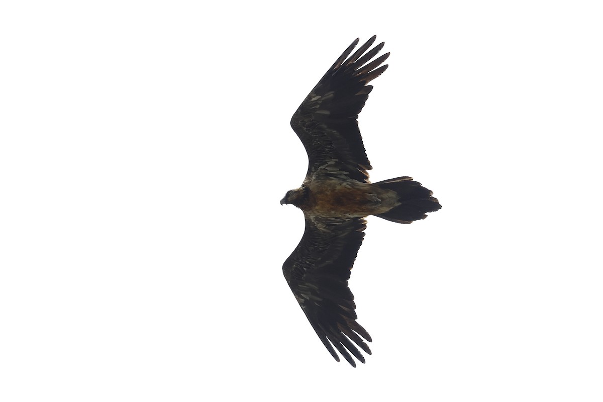 Bearded Vulture - ML618982694