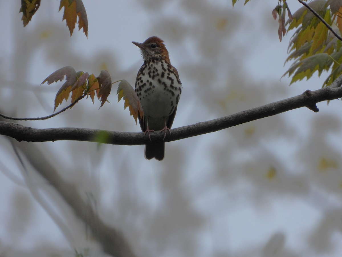 Wood Thrush - ML618982698