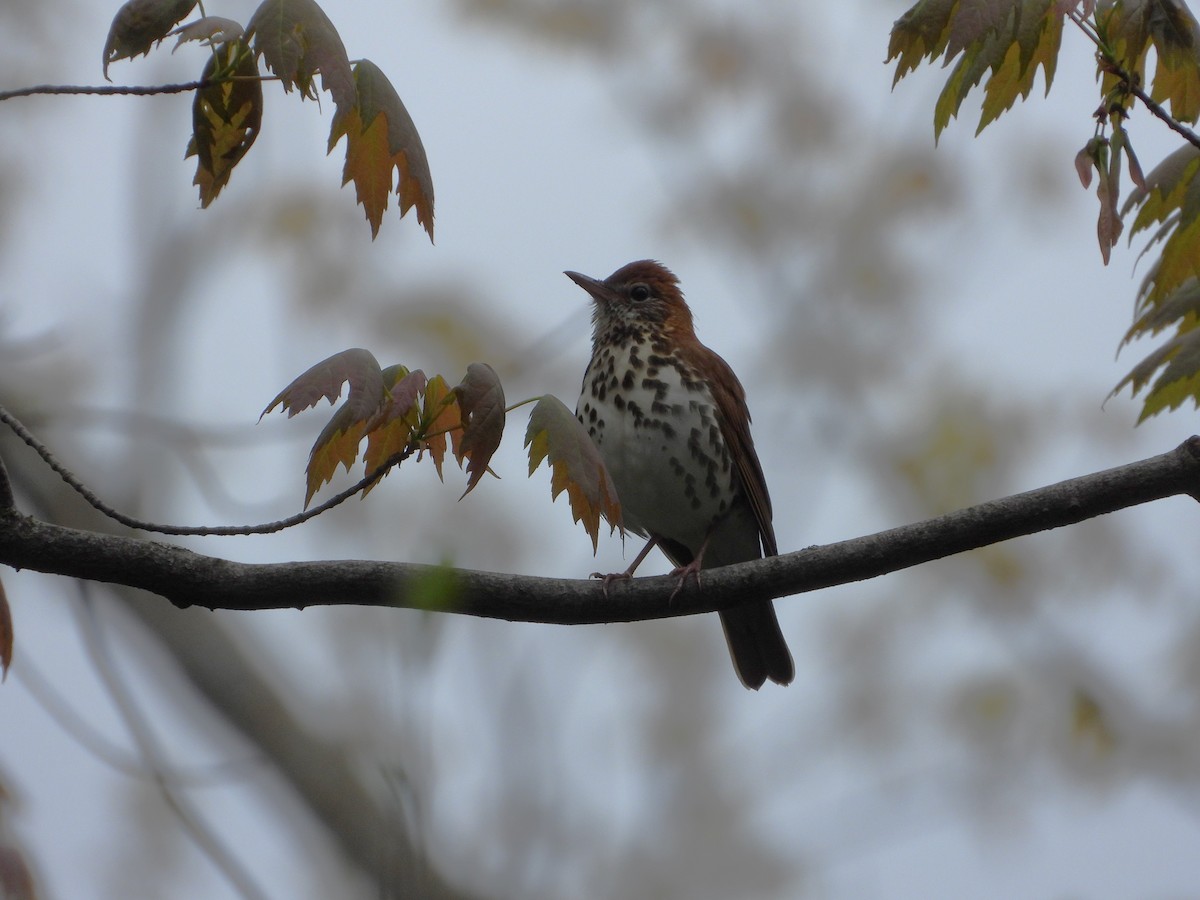 Wood Thrush - ML618982700