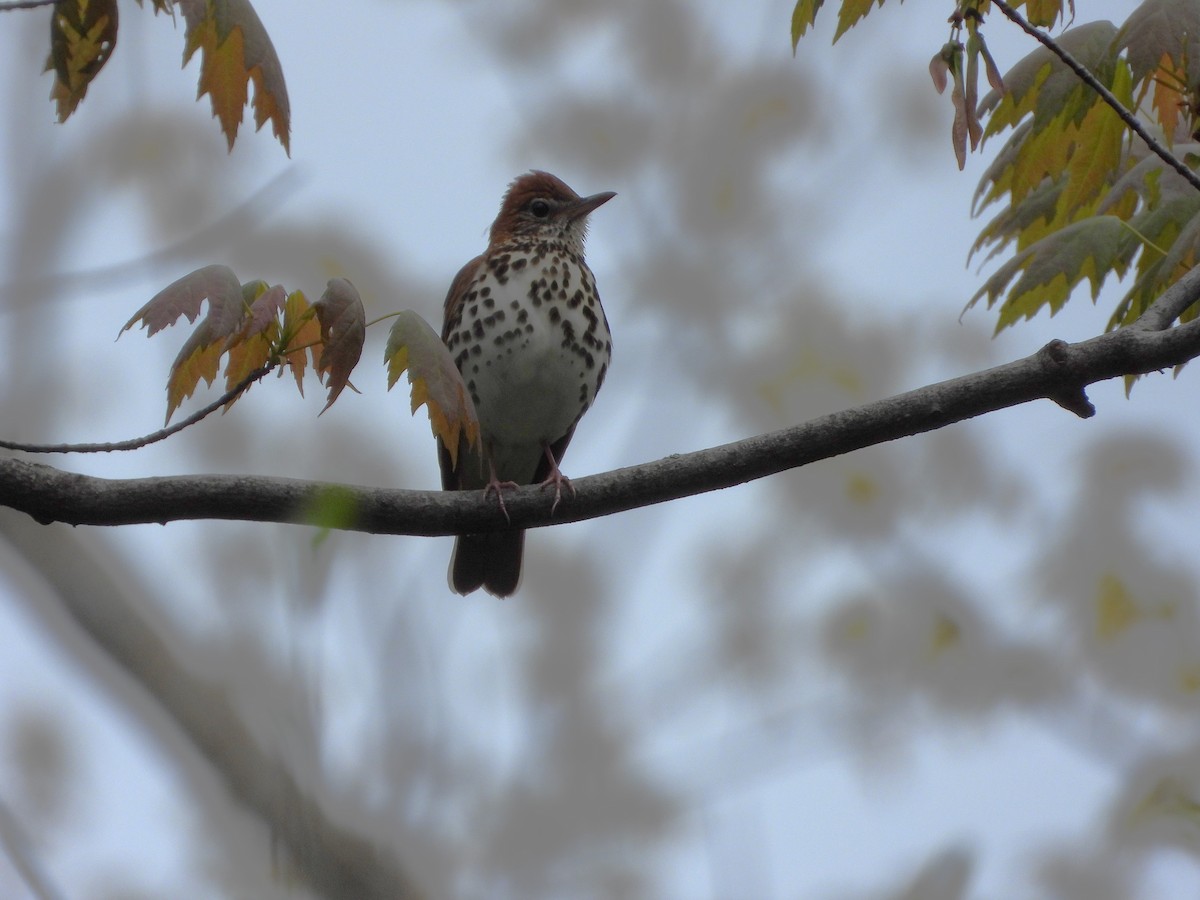 Wood Thrush - ML618982701