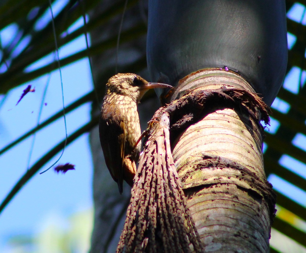 Lesser Woodcreeper - ML618982703