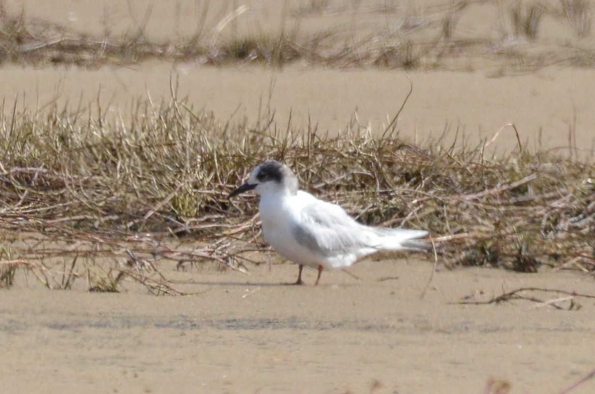 Charrán pequeño (Sterna) sp. - ML618982717