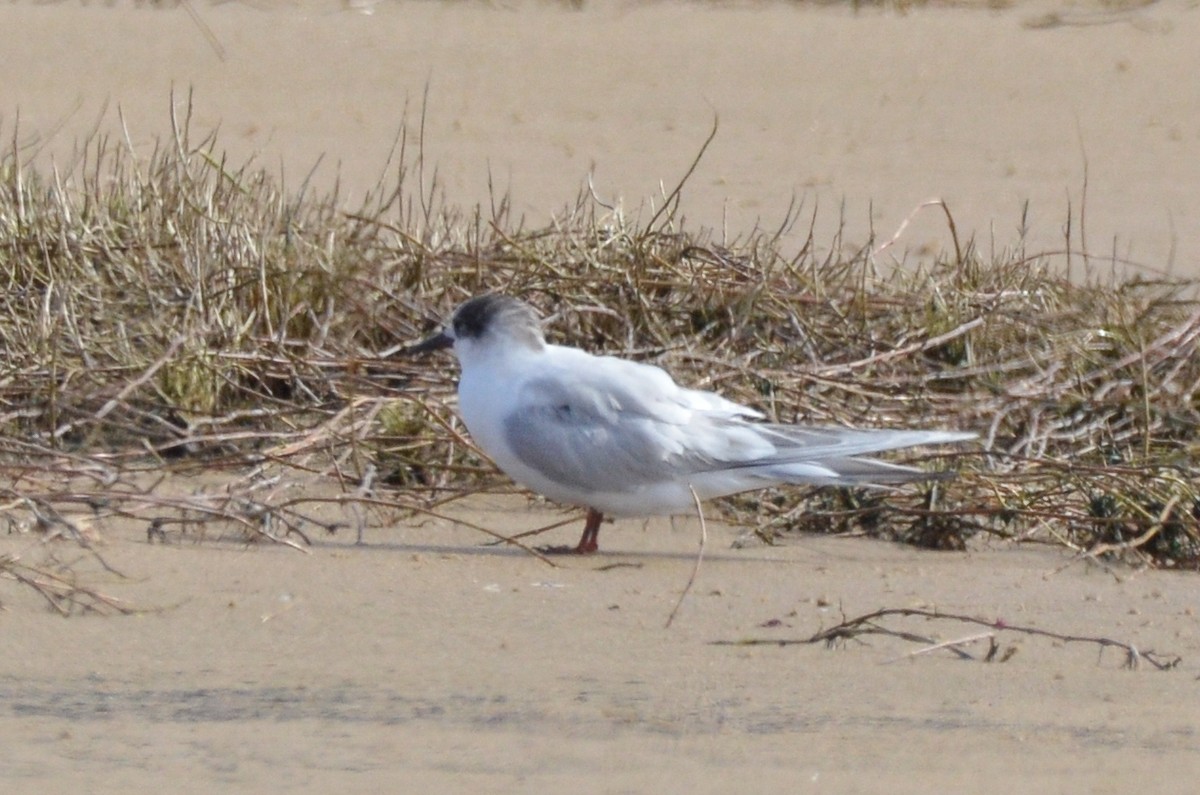 Charrán pequeño (Sterna) sp. - ML618982720