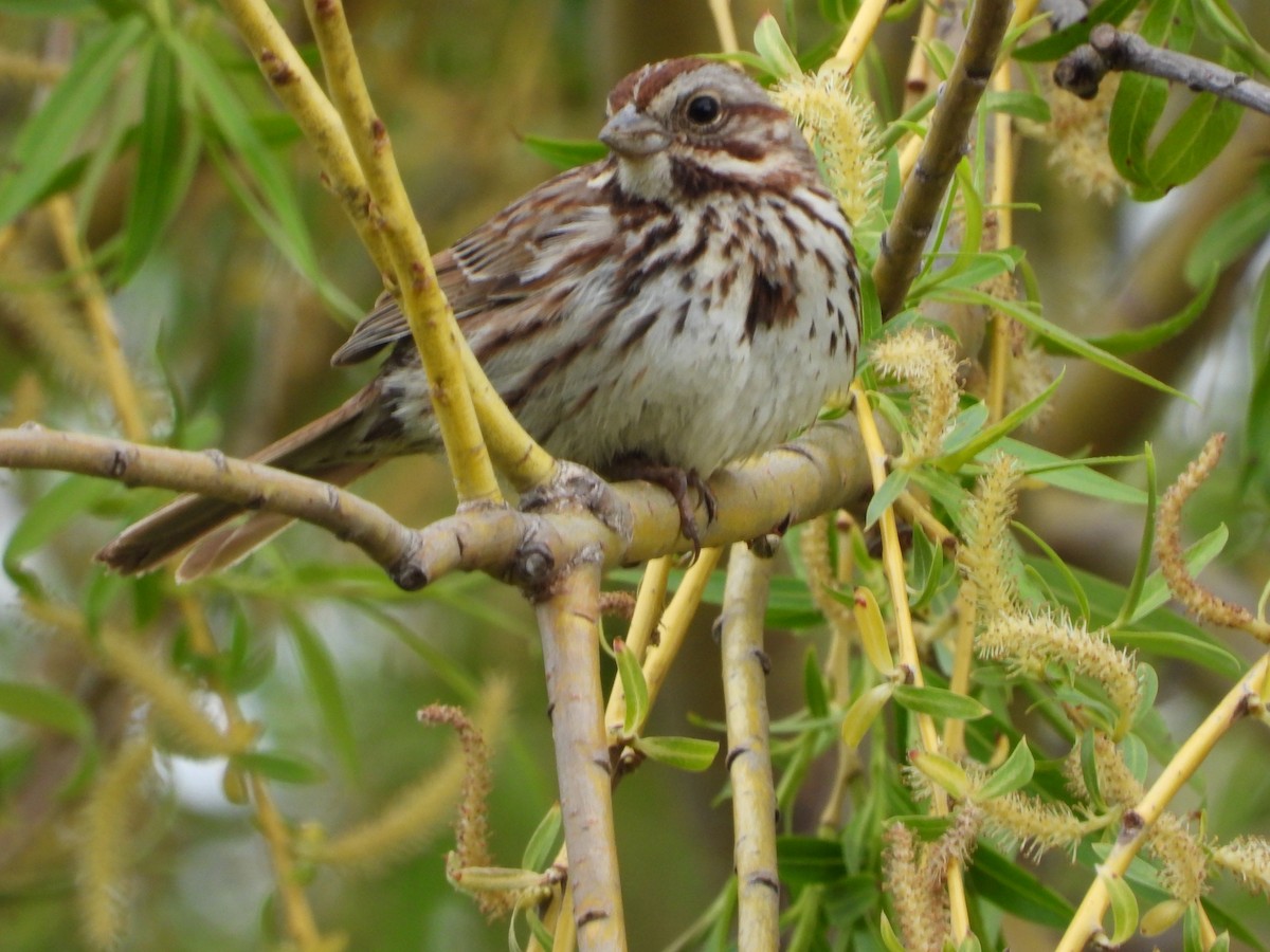 Song Sparrow - ML618982748