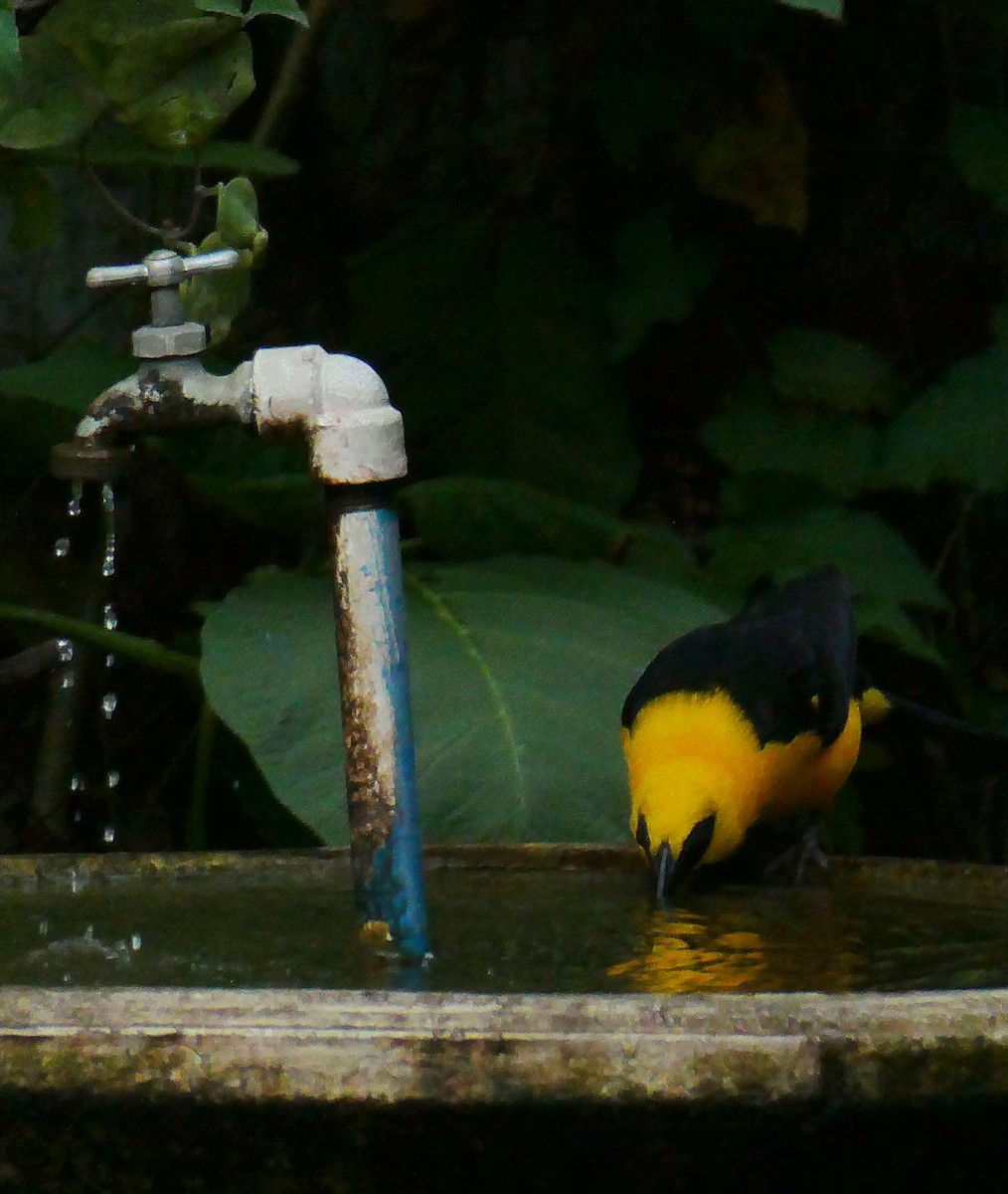 Oriole Blackbird - Carlos Navea