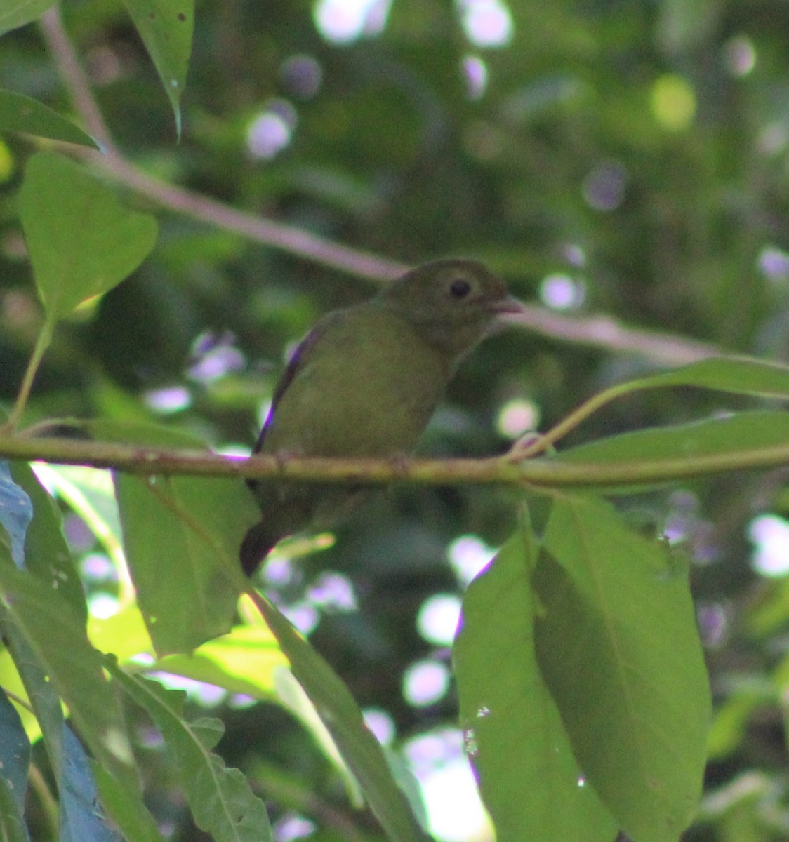 Swallow-tailed Manakin - Pedro Behne