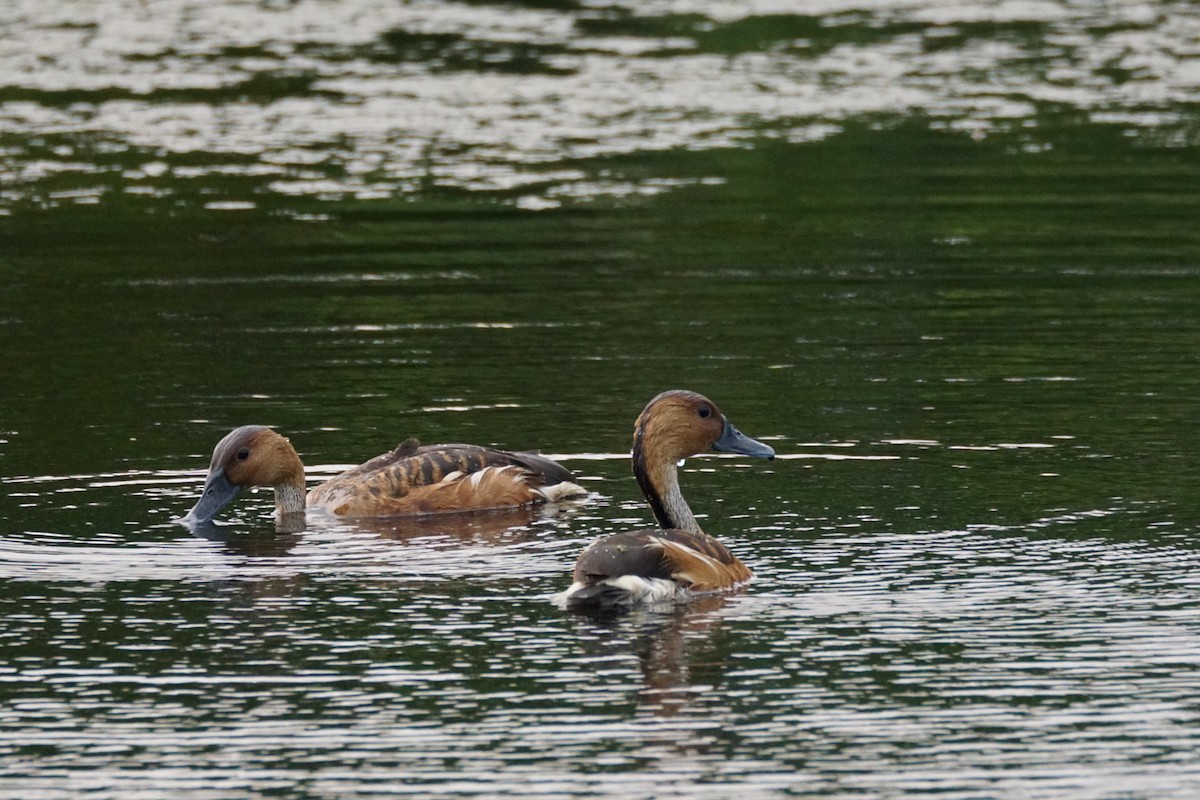 Fulvous Whistling-Duck - Chase Wilson