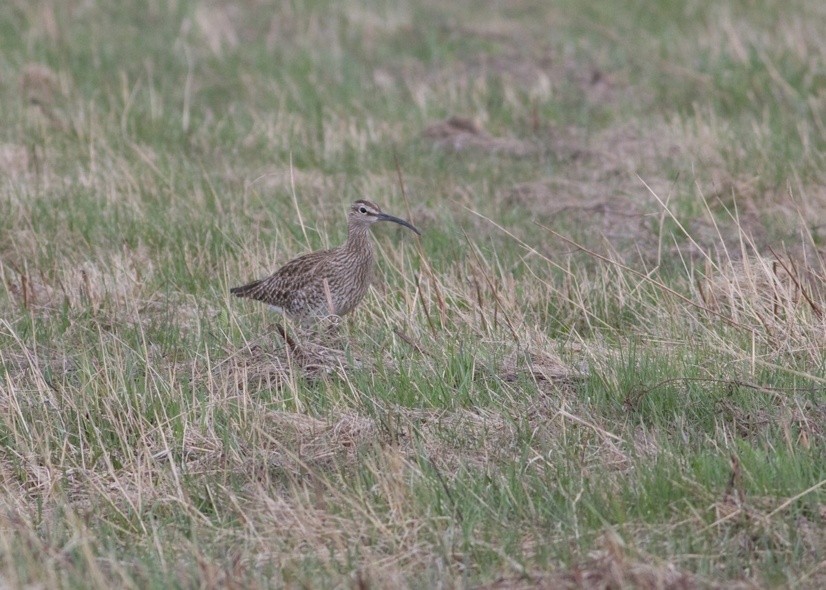 Whimbrel - ML618982884