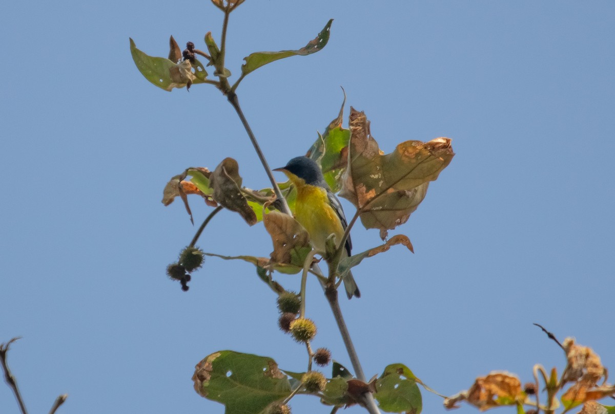 Tropical Parula - Manuel Duran