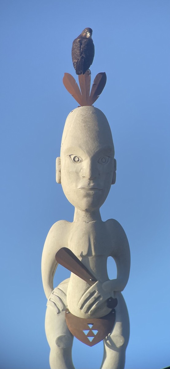 New Zealand Falcon - ML618982906