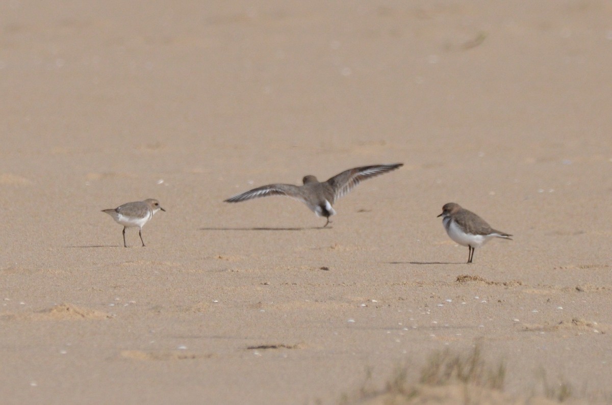 Two-banded Plover - Pablo G. Fernández🦅
