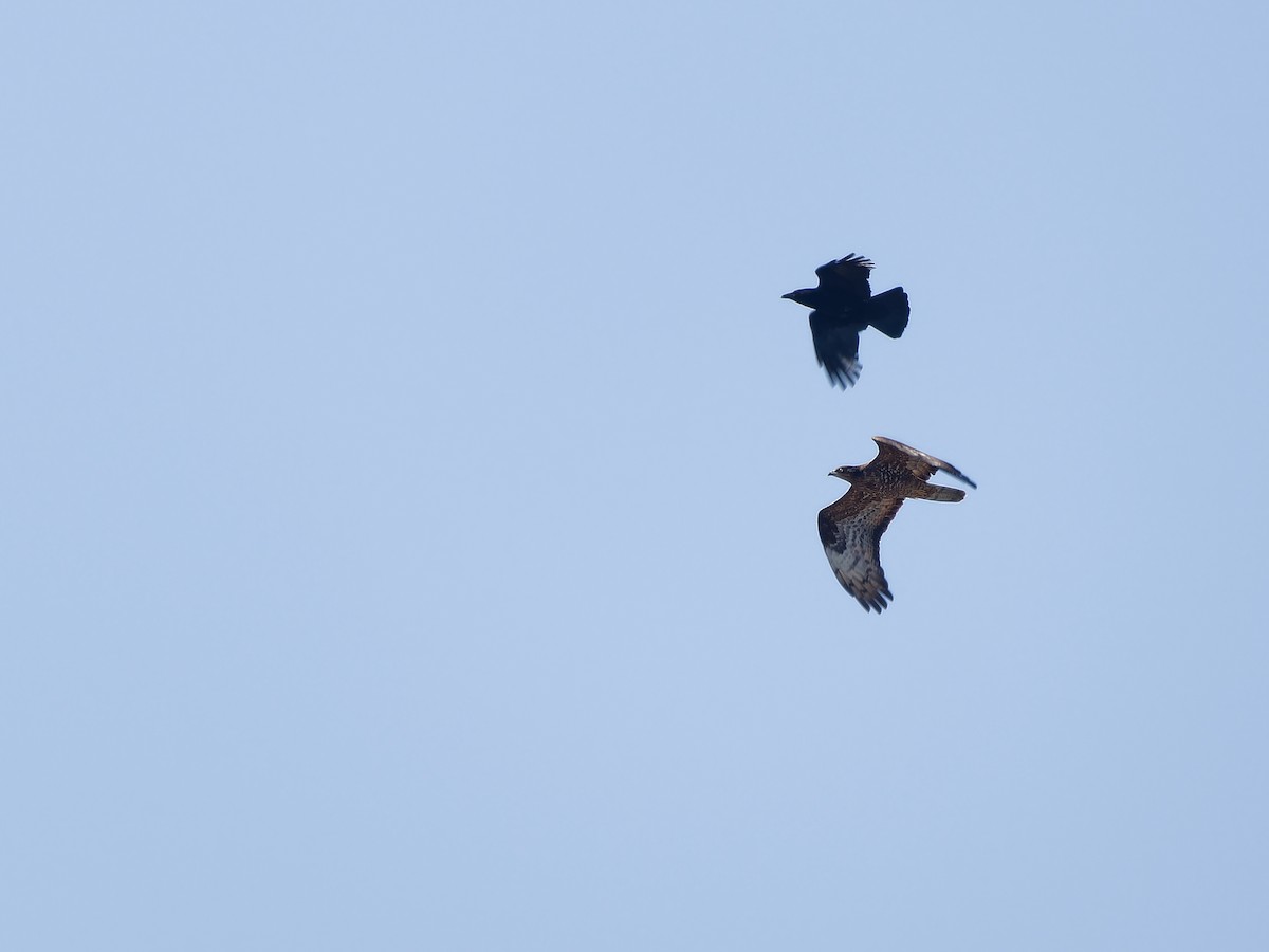 European Honey-buzzard - ML618982936