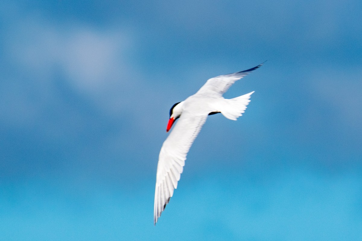 Caspian Tern - ML618982954