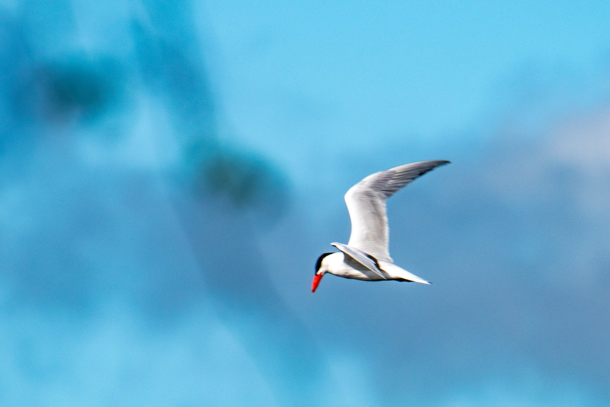 Caspian Tern - ML618982955