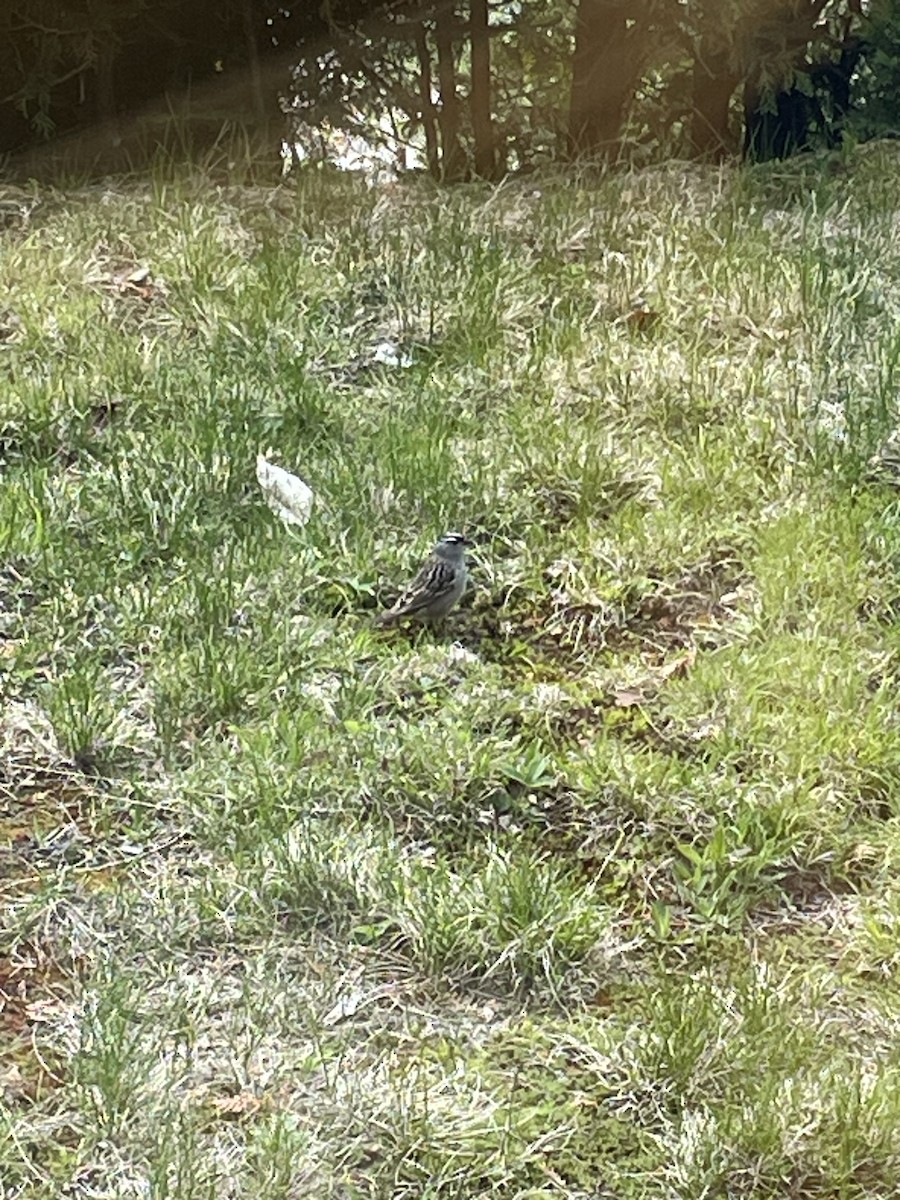 White-crowned Sparrow - ML618982959