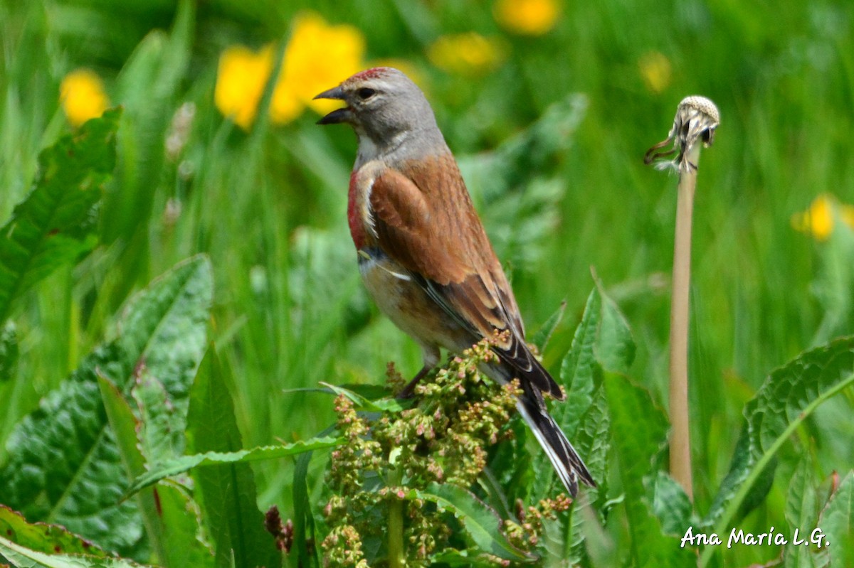 Eurasian Linnet - ML618982966