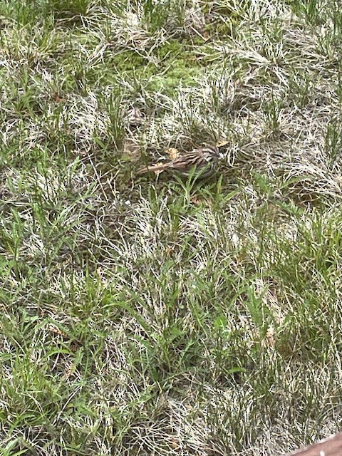 Song Sparrow - ML618983005