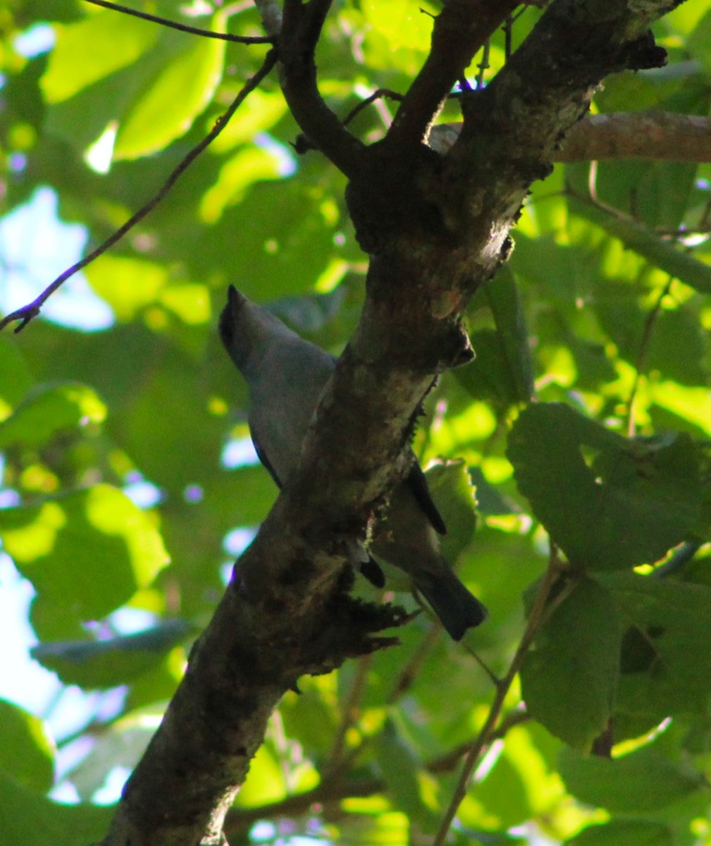 Azure-shouldered Tanager - Pedro Behne