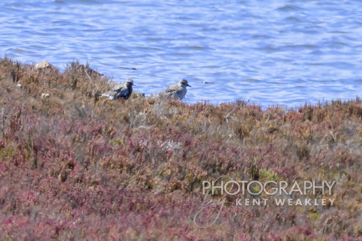 Black-bellied Plover - ML618983016