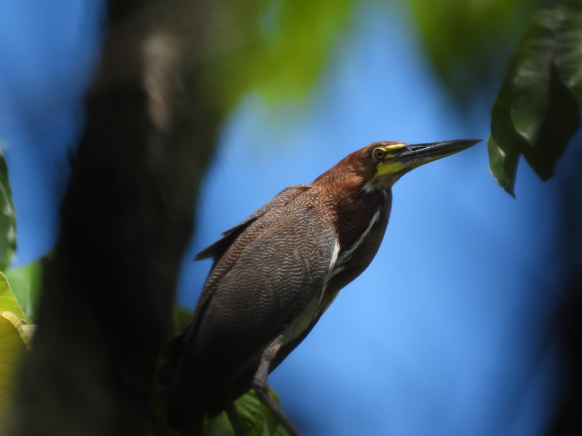 Rufescent Tiger-Heron - ML618983078