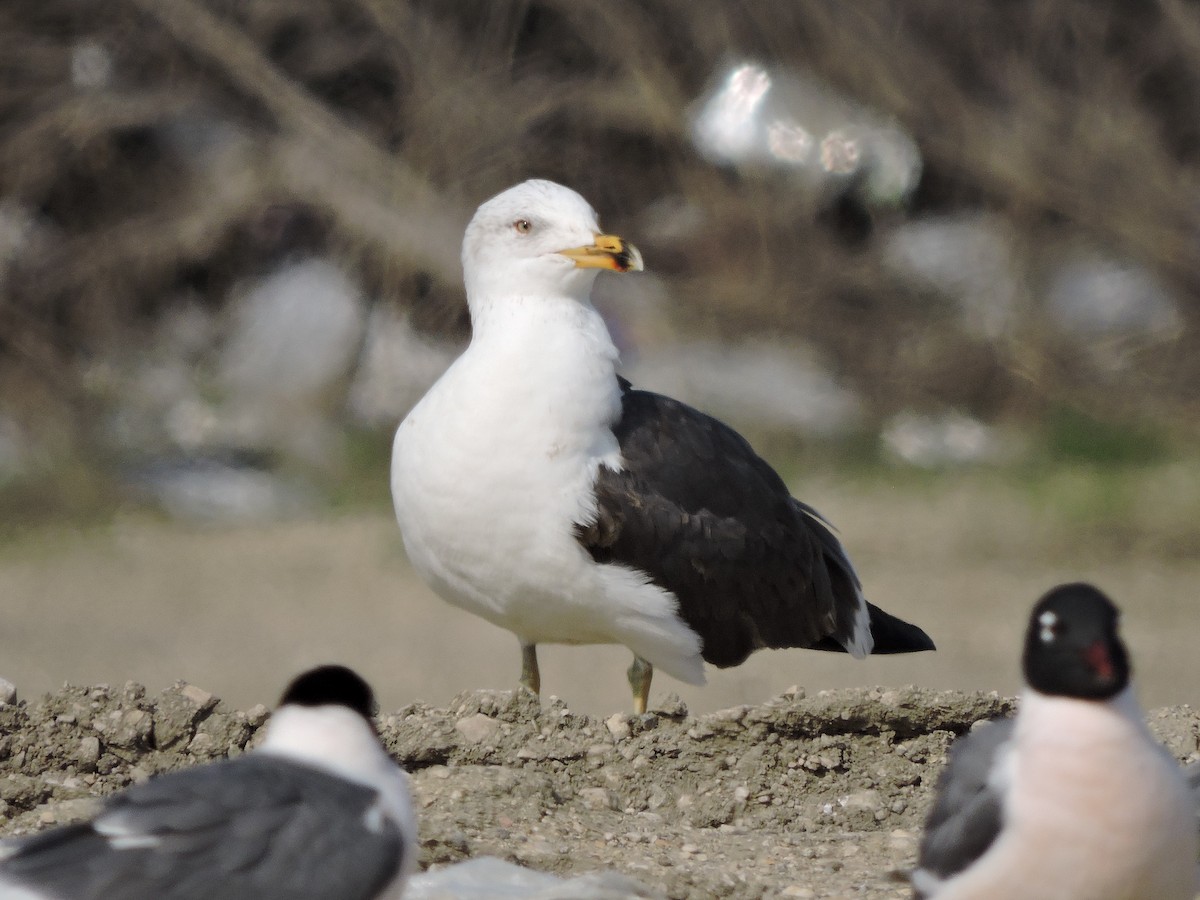 Lesser Black-backed Gull (graellsii) - Cal Cuthbert